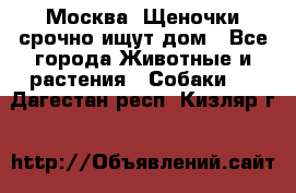 Москва! Щеночки срочно ищут дом - Все города Животные и растения » Собаки   . Дагестан респ.,Кизляр г.